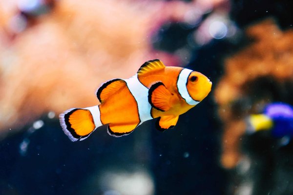 What are the signs of a happy fish?