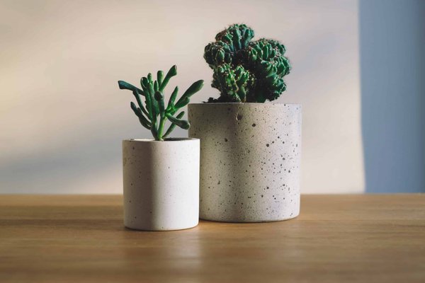 What are the best plants for a home terrarium?